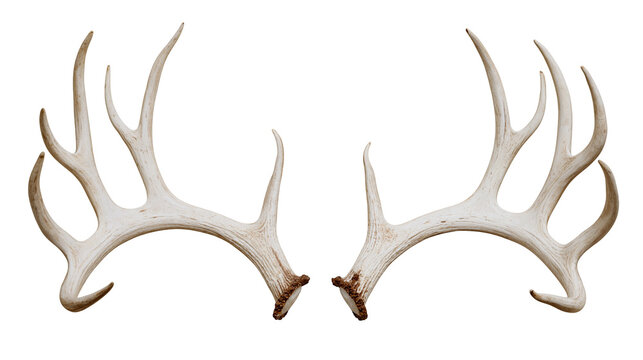 Large white bleached deer antlers with brown textured burrs