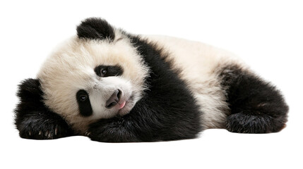 Fluffy baby giant panda bear lying down with tongue sticking out © Lyra