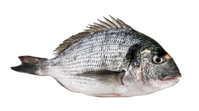 Fresh whole gilthead sea bream fish with silver scales and spiny dorsal fin