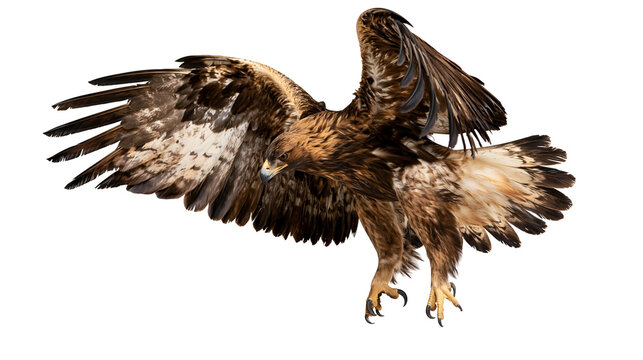 Majestic golden eagle in flight with wings spread wide and sharp talons extended