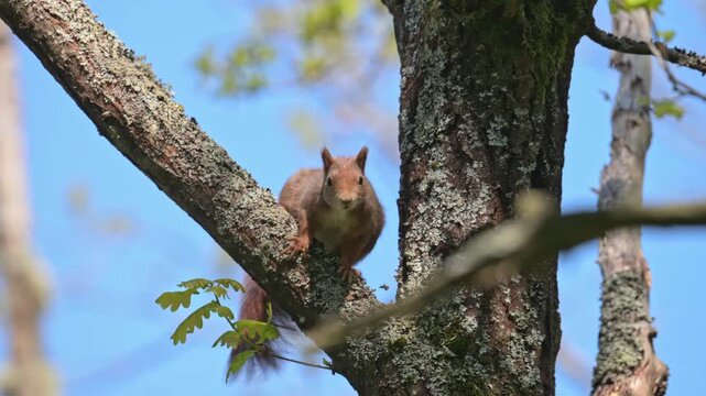 eurasian red squirrel (Sciurus vulgaris) trying to intimidate with sounds