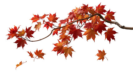 Vibrant red and orange Japanese maple tree branch with falling autumn leaves © Lyra