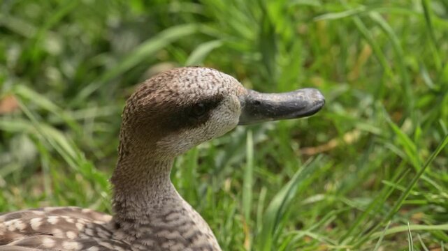wild duck shaking head