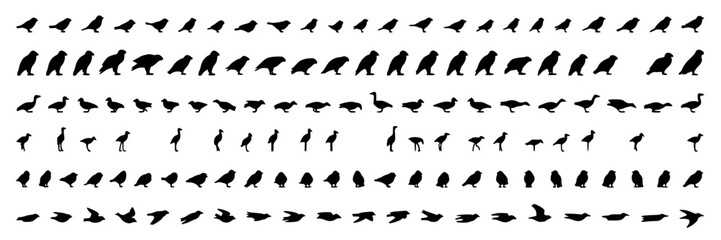 Fototapeta premium Bird Silhouettes Set, Diverse Avian Shapes, Minimalist Design, Vector Icons, Wildlife Illustration, Nature Concept.