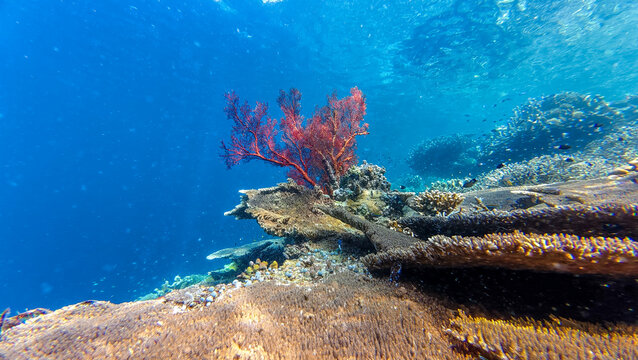 Aerial view of vibrant coral reef with a striking red sea fan and diverse marine life in the clear blue waters of Karimun Jawa island, Karimunjawa, Central Java, Indonesia.