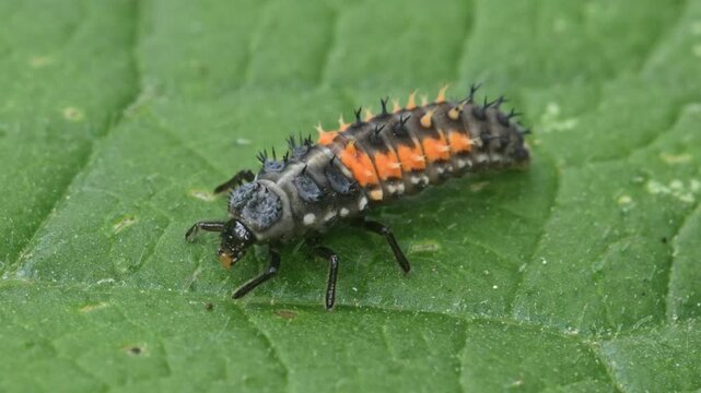 larvae of harlequin, or multicoloured Asian lady beetle (Harmonia axyridis)
