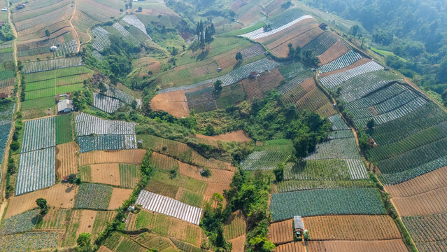 Aerial view of terraced agricultural fields with green crops and plastic-covered greenhouses on rolling hills in Sukabumi, West Java, Indonesia.