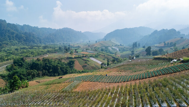 Aerial view of terraced agricultural fields nestled among rolling hills and lush vegetation in the mountainous landscape of Sukabumi, West Java, Indonesia.
