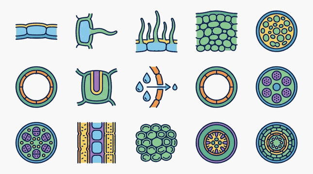 Vector illustration set of plant anatomy diagrams including epidermis with root hairs, vascular bundle cross-sections, parenchyma tissue, and cellular osmosis process for botanical science.