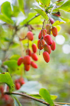 Ripe red barberry berries hanging on branch in autumn garden