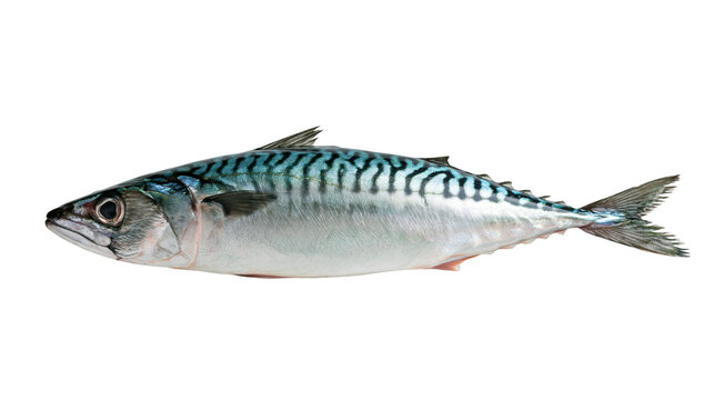 Fresh Atlantic mackerel fish with silver skin and dark blue striped patterns