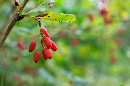 Wild organic red barberry berries as natural food ingredient
