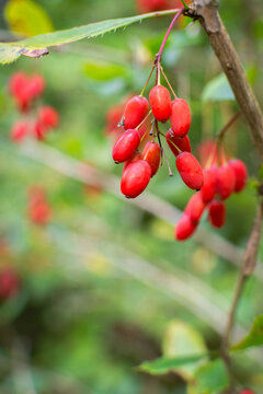 Ripe red barberry berries hanging on branch in autumn garden