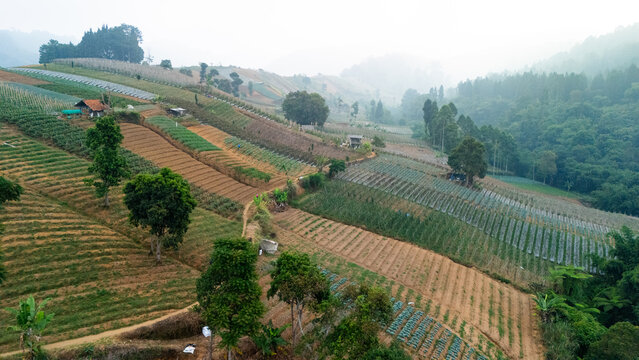 Aerial view of terraced agricultural fields with small huts nestled in the misty hills of Sukabumi, West Java, Indonesia.