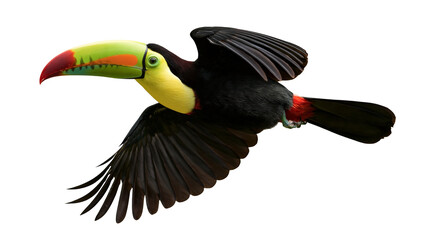 Keel-billed toucan flying with vibrant multicolored beak and black plumage © Peregrine