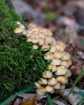 Pilze an Totholz mit Moos 