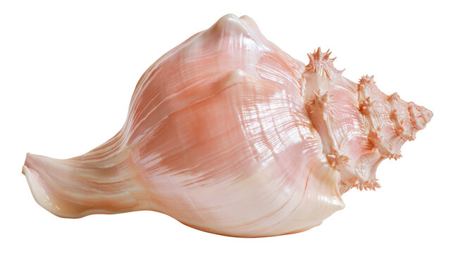 Large pink conch seashell with spiral structure and textured spiky surface