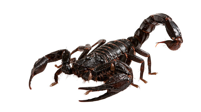 Large black emperor scorpion with curved tail and sharp pincers
