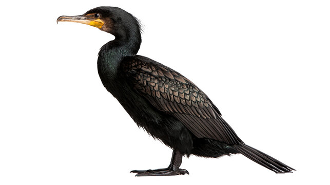 Great cormorant standing in profile with black feathers and yellow beak