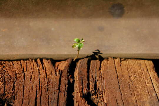 Close-up shot of a tiny green sprout growing between a wooden railway tie and steel rail
