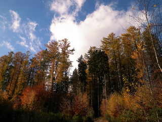 Fototapeta premium Sunny day in autumnal forest in Northern Poland.