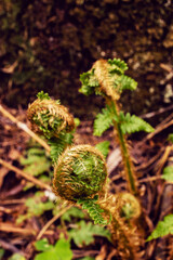 Close-up view of fresh green fern fiddleheads unfurling in a forest during springtime © Radu Bighian