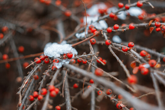 Close-up of vibrant red rockspray cotoneaster berries covered with patches of winter snow