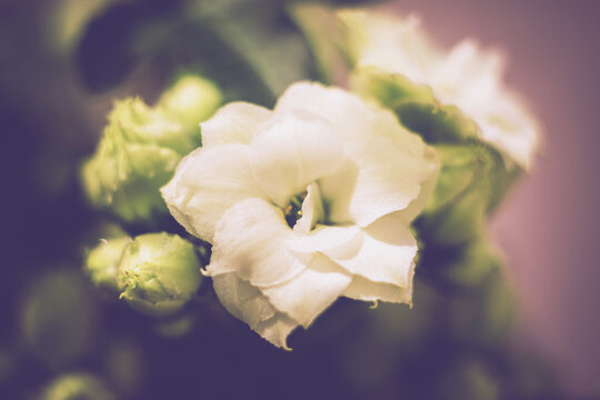 Macro close-up shot of blooming white florist kalanchoe flower with buds