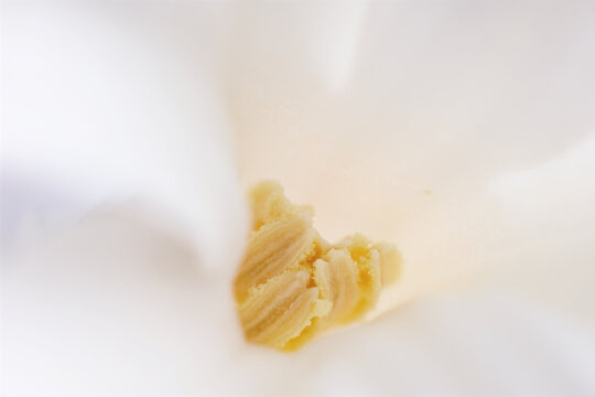 Extreme close-up of delicate white flower pistil and stamens with soft focus petals