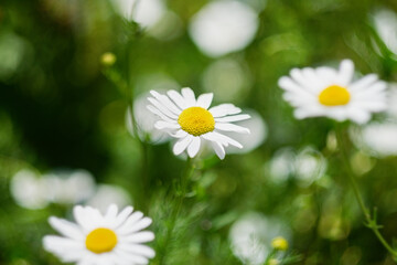 Fototapeta premium Close-up of fresh white daisy flowers blooming in a green garden during spring