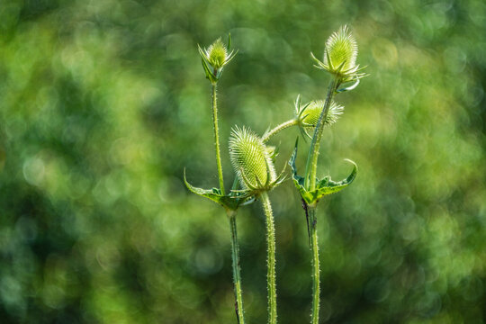 Close-up of green wild teasel plants with prickly stems and blooming flower heads