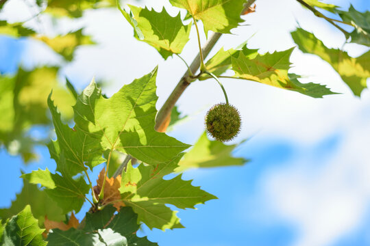 Close-up of vibrant green plane tree leaves and hanging seed ball against blue sky