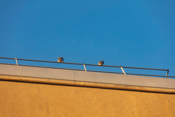 corbeau et pigeons posés sur toit d'immeuble © Temanu
