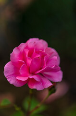 Fleur rose de couleur rose  © Temanu