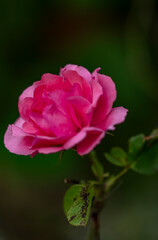 Fototapeta premium Fleur rose de couleur rose 