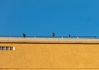 corbeau et pigeons posés sur toit d'immeuble © Temanu
