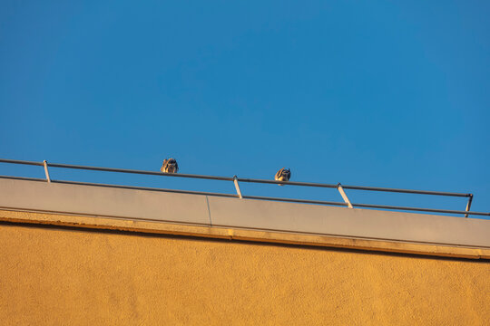 corbeau et pigeons pos&eacute;s sur toit d'immeuble