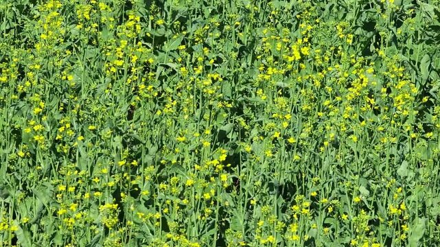 Dense growth of alfalfa plants captured in close detail, showcasing green leaves and numerous small yellow blossoms.