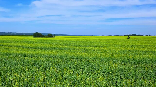 Expansive alfalfa field stretching across the horizon, showcasing lush green foliage and evenly spaced plants.
