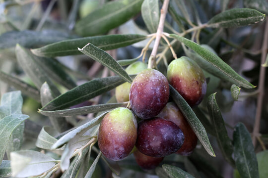 fresh olives on a branch