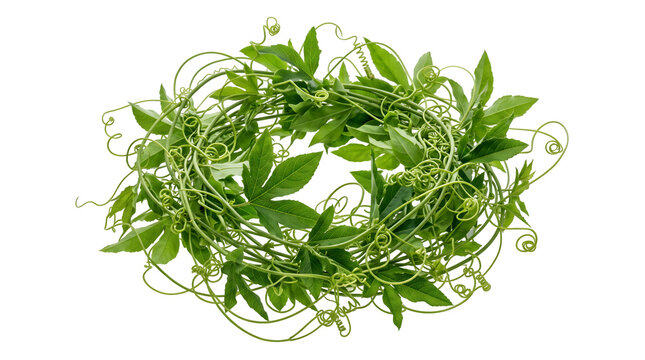 Fresh green vine wreath with passion flower leaves, circular botanical frame of climbing plant tendrils, organic foliage border on white background
