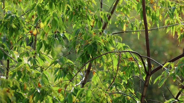 Bright green leaves glisten with moisture following a gentle rain. Tree branches sway slightly in the soft breeze, showcasing natures renewal.