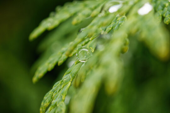 Detailaufnahme: ein Wassertropfen