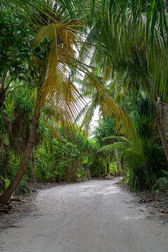 Maldives. Sandy path through the dense tropical jungle.