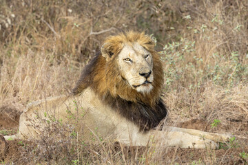 male lion in the wild © Crispin