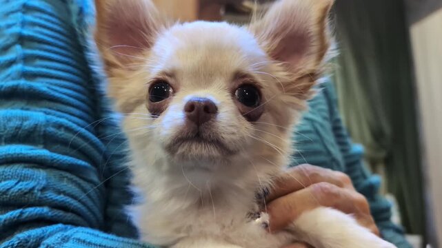 Long-haired Chihuahua puppy looking attentively with big eyes while being gently held by a person wearing a blue sweater. Soft cream fur and large ears are visible in this cozy indoor setting.