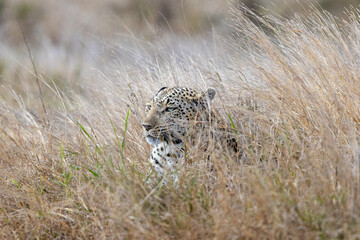 leopard in the grass © Crispin