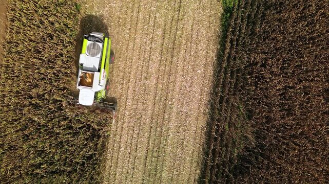 Treviso, Italy - 4 september 2026: Aerial view of threshing machine or combine harvester during corn harvest season in Italy countryside, concept of industrial agriculture