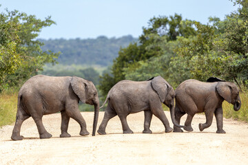 three baby elephants crossing a dirt road  in the wild © Crispin