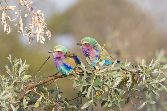 lilac breasted roller on a branch